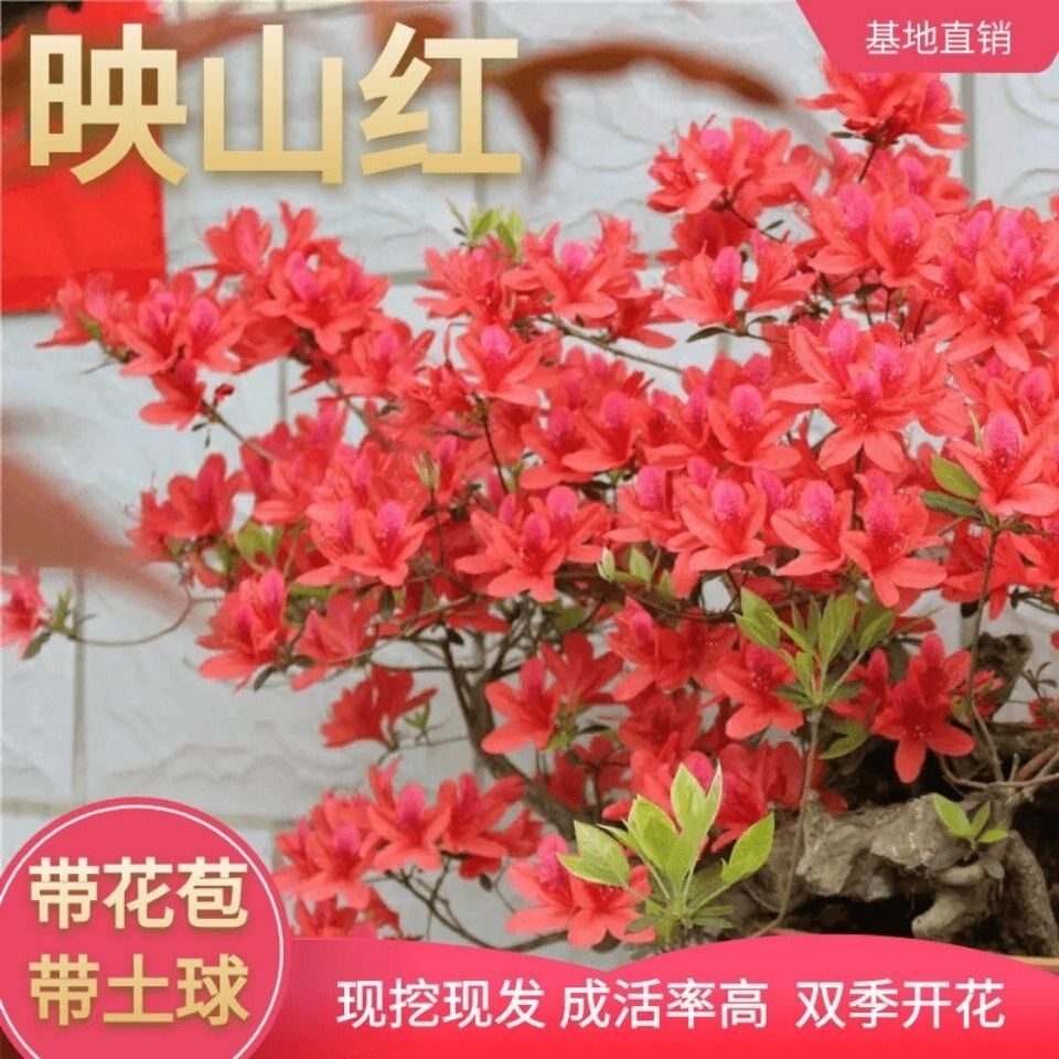 双季映山红树苗盆栽盆景树桩花卉绿植野生映山红杜鹃花耐寒好养活