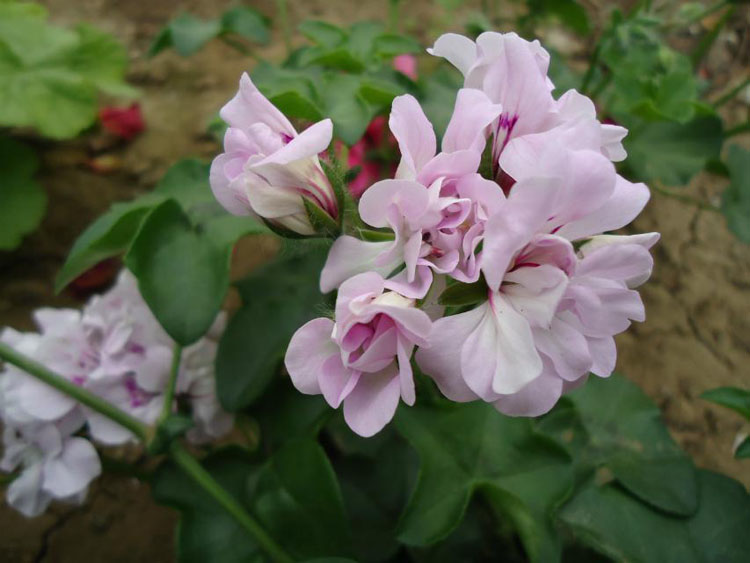 垂吊天竺葵 吉普赛女郎 成品花苗重瓣盆栽花卉四季开花植物