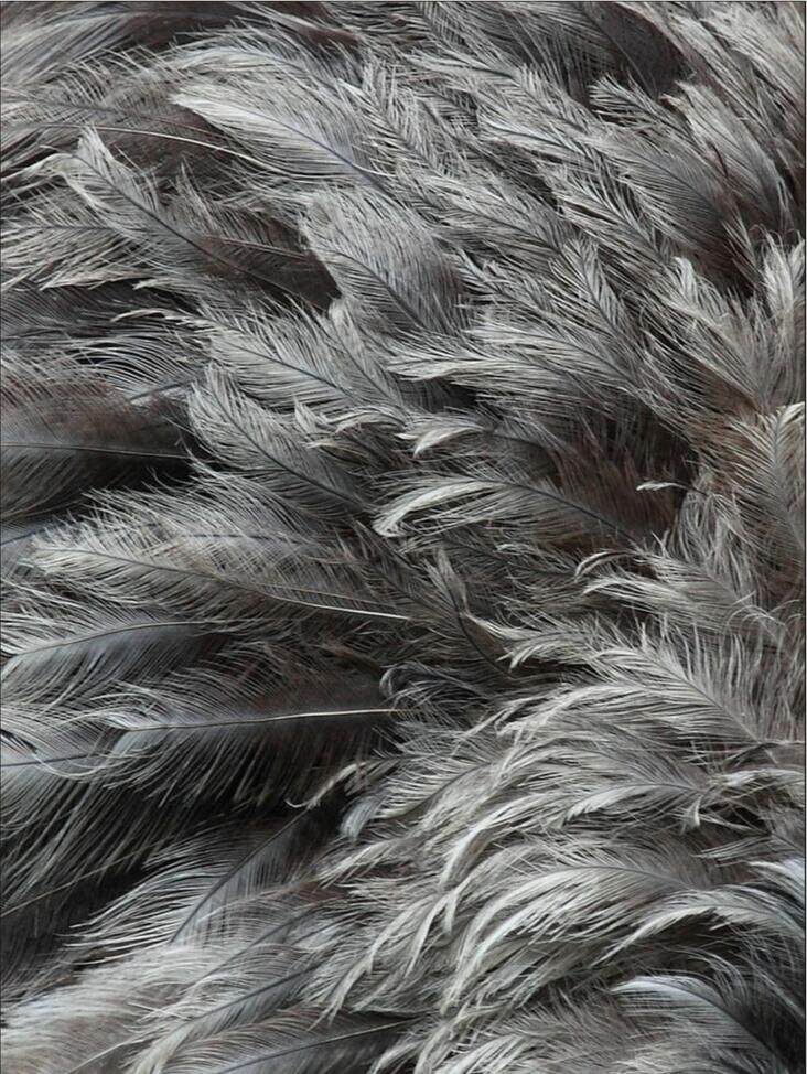 现代简约鸟类灰色粉色羽毛安静意境客厅房间玄关挂画无框画装饰画