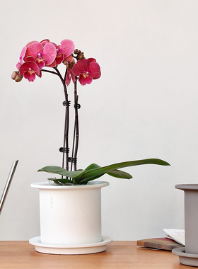 简约白色水泥创意花盆蝴蝶兰专用圆形带托盘仿陶瓷陶盆家居套盆