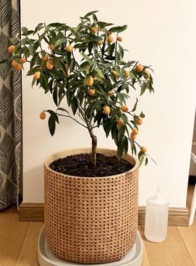 原木风仿编织水泥花盆草编复古落地日式客厅藤编柠檬树盆栽大号