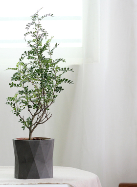 北欧多肉几何混凝土花盆创意盆栽设计水泥桌面绿植植物陶土陶盆