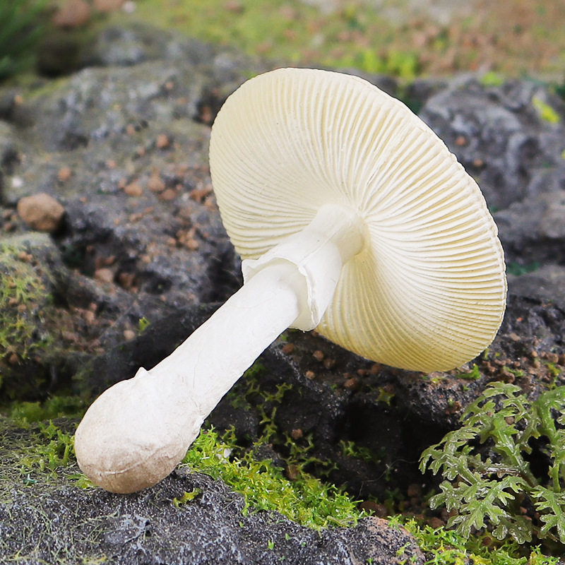 仿真蒙氏教具白毒鹅膏菌菇蔬菜食物模型装饰拍摄园林场景搭配摆设