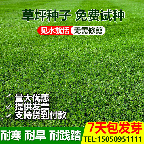 进口草坪种子草籽四季常青庭院绿化护坡马尼拉草皮草子黑麦草种子 - 封面