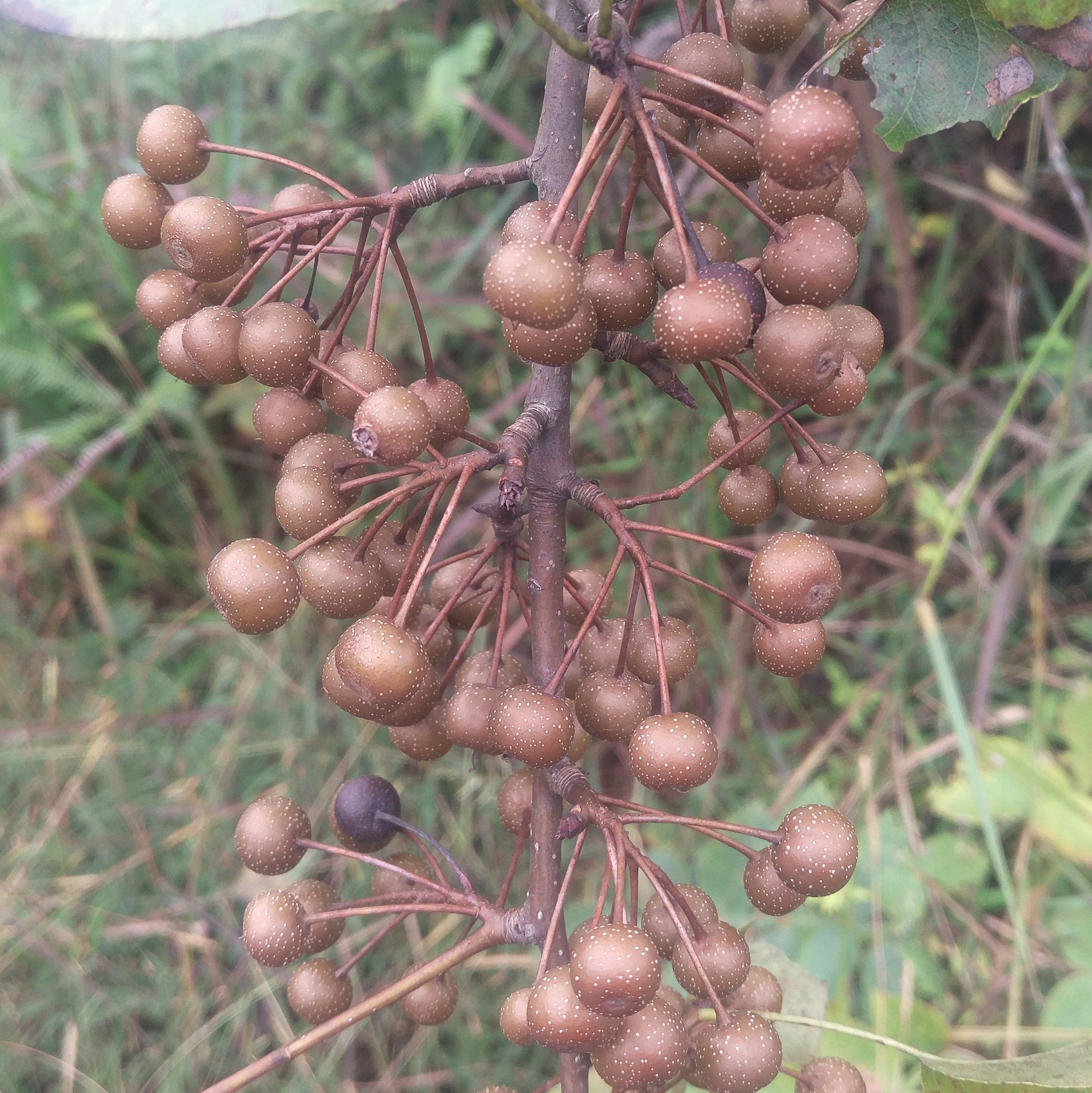 10月发货赣南野生新鲜鸟梨棠梨杜梨海棠梨土山楂梨土梨野梨麻梨子