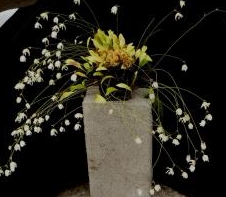 食虫植物-阿斯普伦德狸藻(附生) utricularia asplundii高级稀有