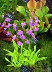 食虫植物-长叶狸藻(附生) Utricularia longifolia 高级 稀有