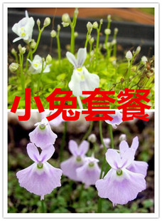 食虫植物-小兔套餐（小白兔狸藻+小蓝兔狸藻）U.sandersonii