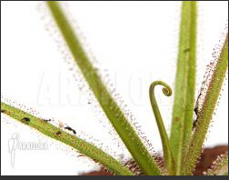 食虫植物-帝王茅膏菜 Drosera regia 高级 稀有