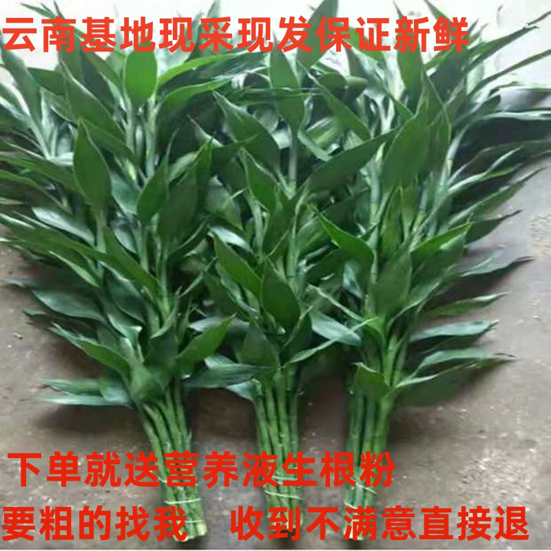 富贵竹水竹水培植物盆栽玻璃花瓶绿植花卉室内客厅水养大叶观音竹
