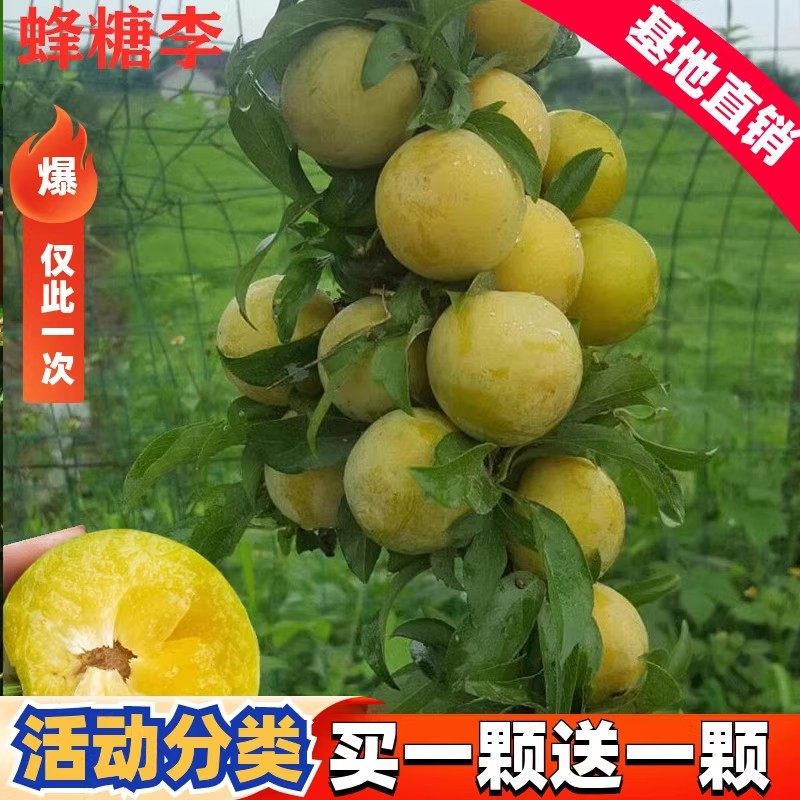 李子树苗嫁接蜂糖李晚熟脱骨李青脆李子苗南北方种果树苗当年结果,鲜花速递/花卉仿真/绿植园艺,果树,淘宝优惠券,粉丝福利购,淘宝优惠卷