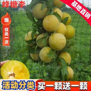 李子树苗嫁接蜂糖李晚熟脱骨李青脆李子苗南北方种果树苗当年结果