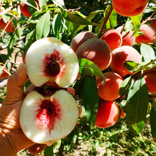 嫁接特大脆桃冬桃鹰嘴桃血桃油桃树果苗盆栽地栽南北方种