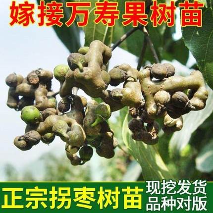正宗拐枣苗树 特大嫁接万寿果树苗当年结果糖果树地栽庭院水果苗