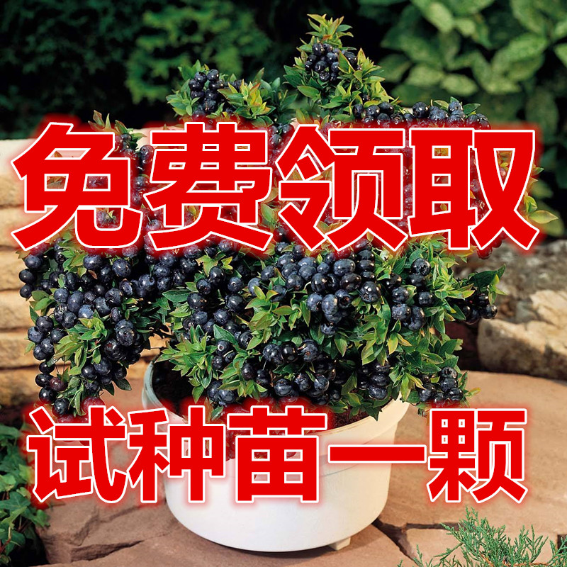 蓝莓苗蓝莓树苗蓝丰薄雾兔眼盆栽地栽黑珍珠南方北方种植当年结果