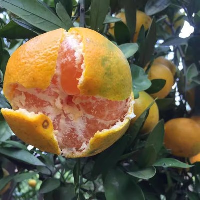 无核碰柑树苗雪峰椪柑嫁接椪柑苗南北方果树苗无核橘子当年结果