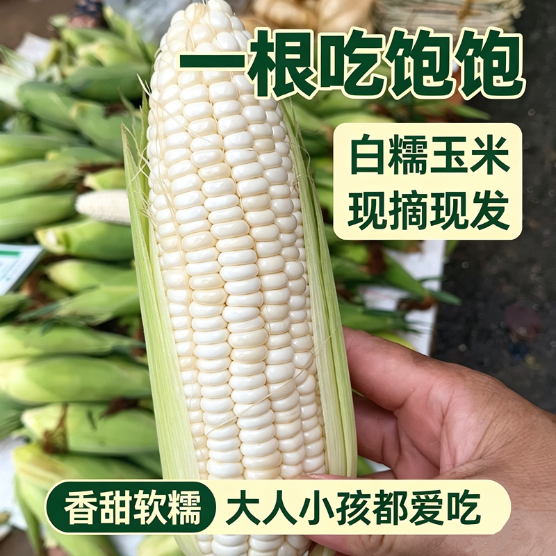广西应季新鲜白糯玉米棒