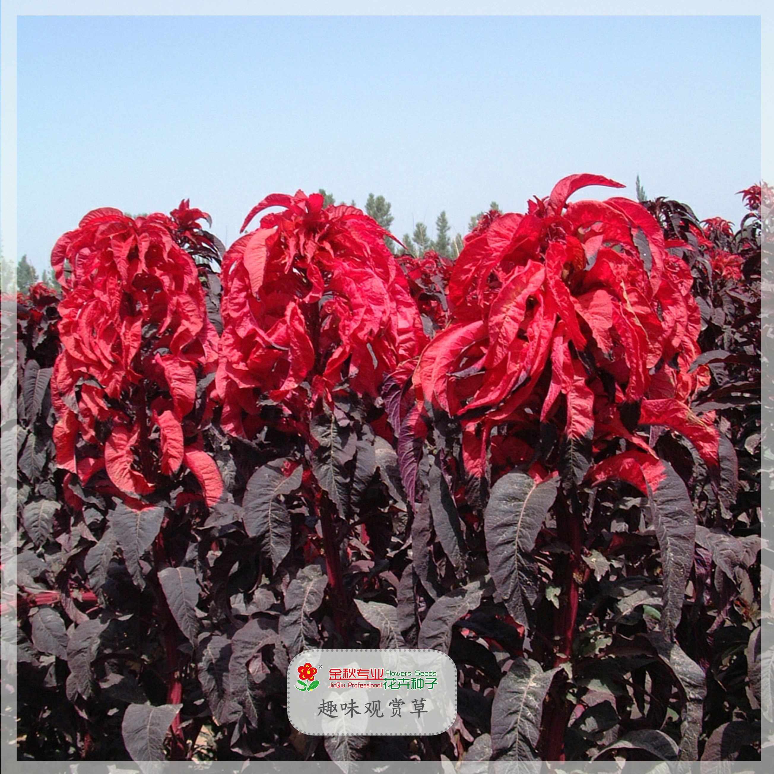 雁来红种籽雁来黄种子三色苋老来少草籽变色观叶植物室外景观庭院