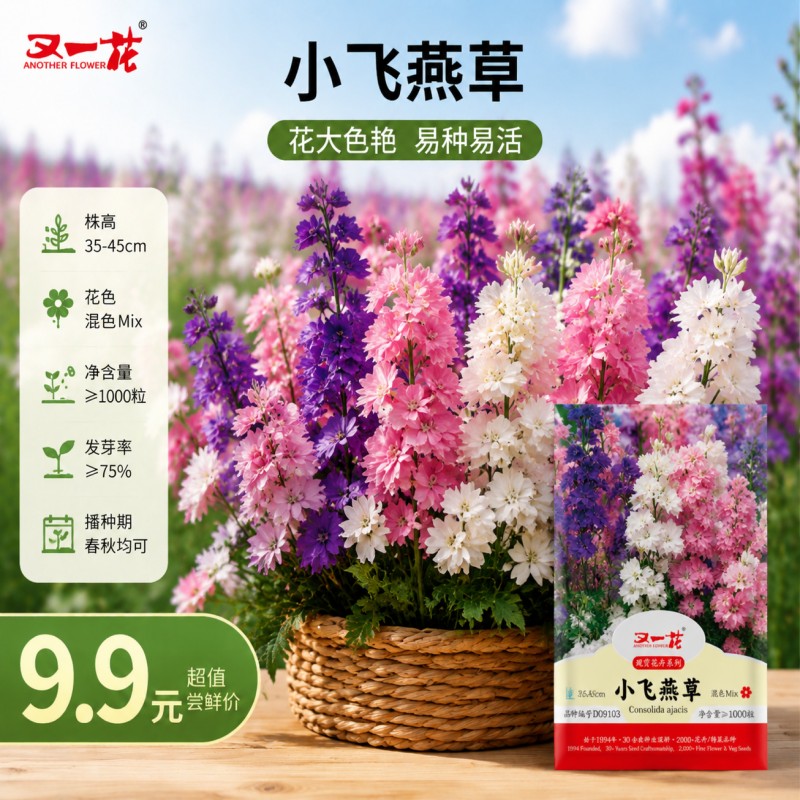 又一花小飞燕草种子春季播种夏季开花混色观花种子易活花种籽子
