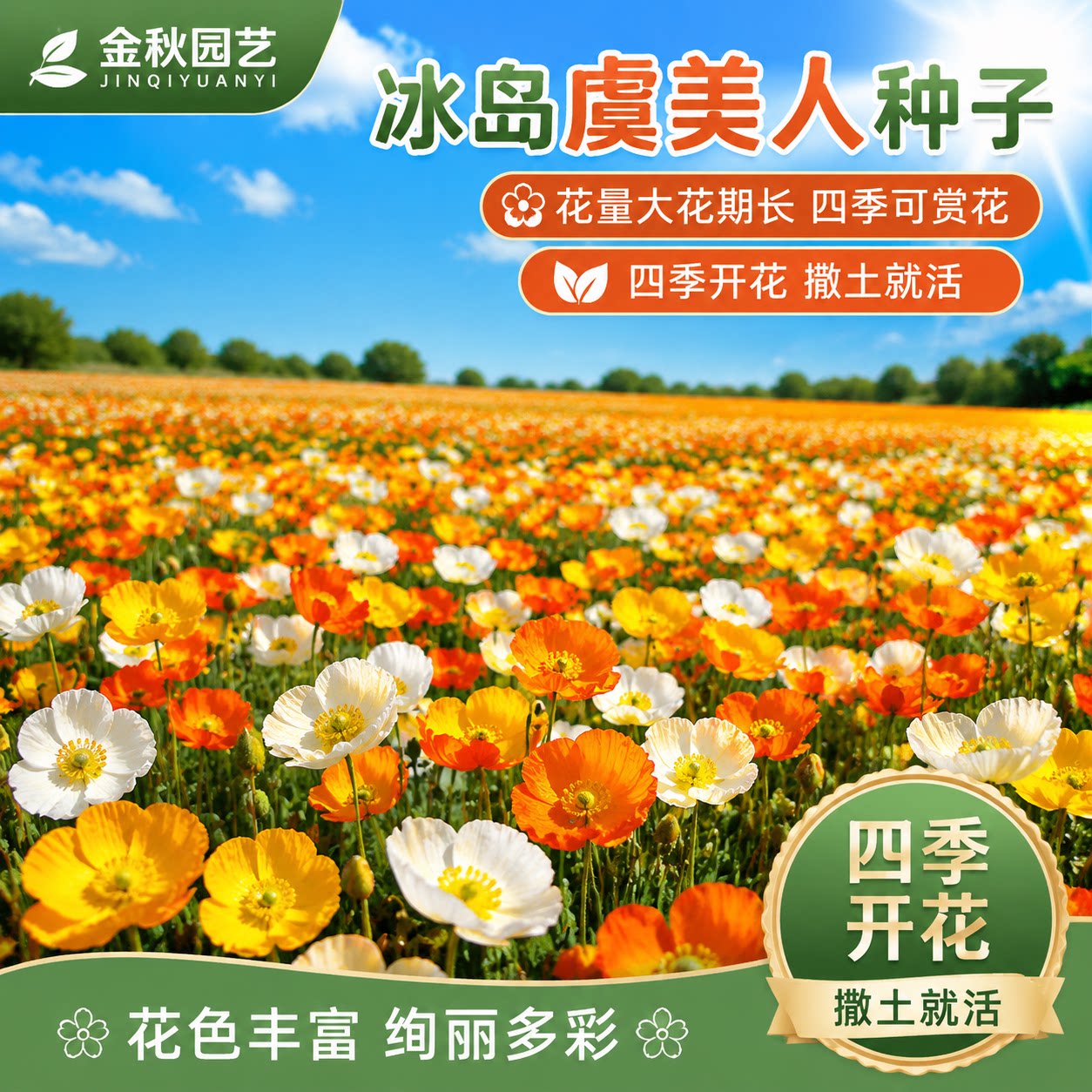 虞美人种子冰岛虞美人庭院花坛