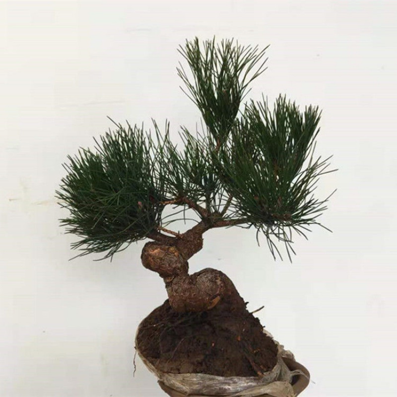 黑松树苗黑松小苗四季常青黑松盆景素材植物华山松雪松