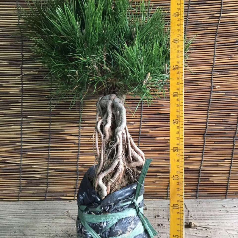 提根造型绿植盆栽办公室黑松