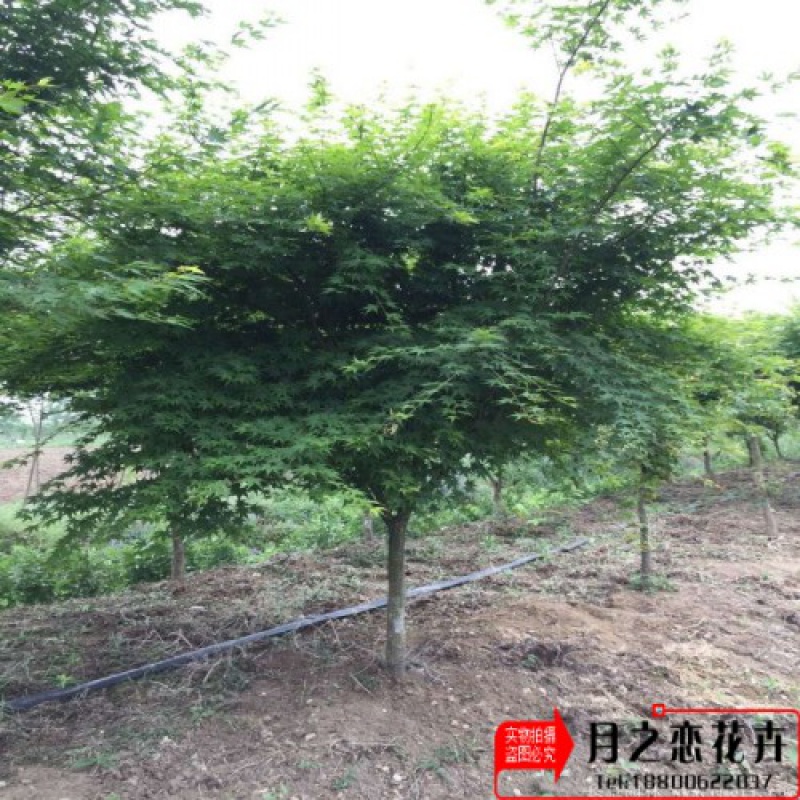 青枫树苗青枫小苗鸡爪槭树苗青枫苗红枫嫁接砧木绿化苗木庭院植物