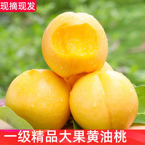 现摘现发蒙阴黄金油桃大果5斤新鲜应当季时令农家大甜蜜桃子整箱