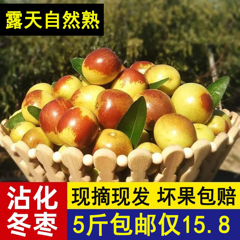 山东露天沾化冬枣新鲜5斤现摘现发当季孕妇水果脆甜枣子整箱鲜枣