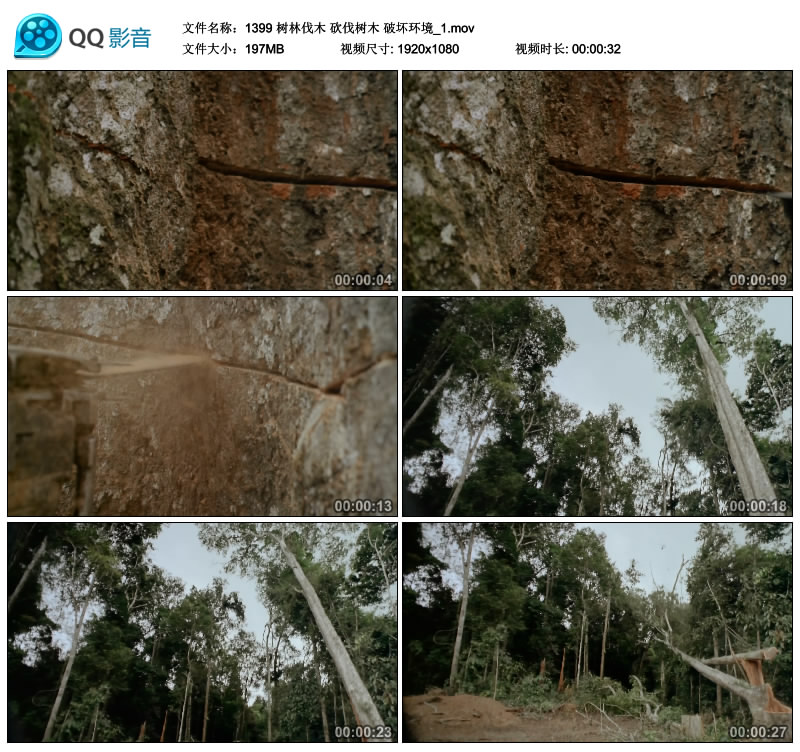树林伐木 砍伐树木 破坏环境 高清实拍视频素材 1080