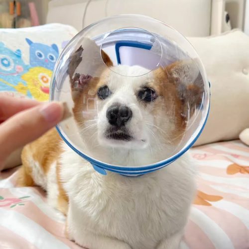 狗狗防咬防舔头套加深嘴套防护罩