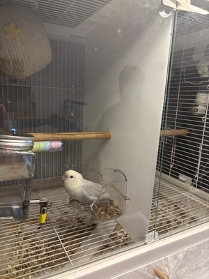 无孔版隔离板达洋鸟笼b6045/6047ss鸟笼透明加厚亚克力隔断b6001