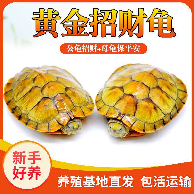 招财黄金龟观赏龟巴西小乌龟活物特大情侣龟家庭宠物龟活物巴西龟