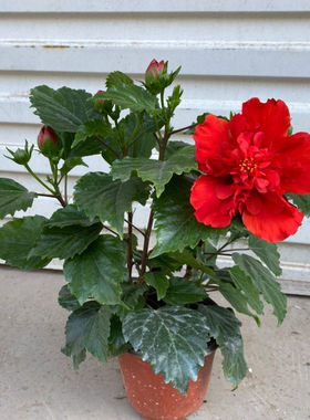 精品丹麦木槿花阳台庭院盆栽重瓣朱槿大花扶桑带花苞桑叶牡丹花卉