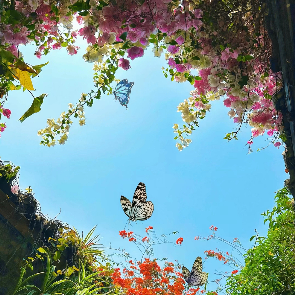 夏季宠粉福利 ！！售完无补~