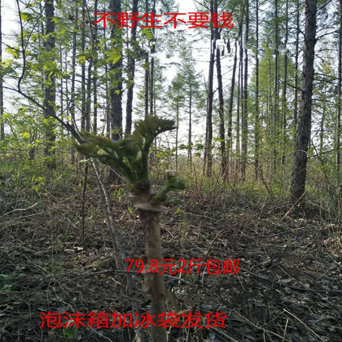 刺嫩芽东北野生山菜山野菜新鲜现其它