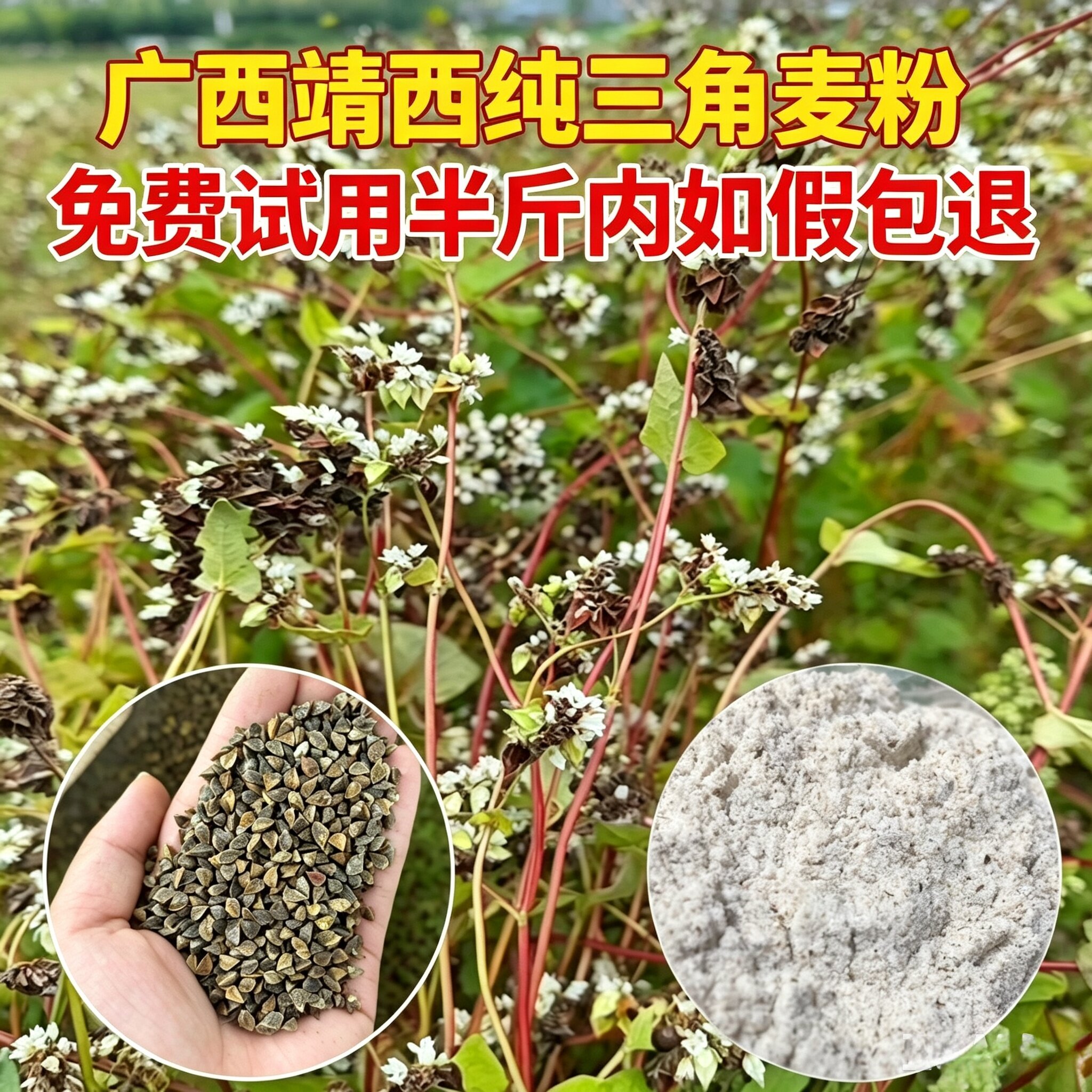 广西土特产靖西三角麦粉德保新鲜当季健康粗粮农家种植