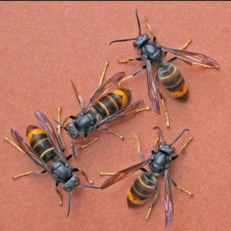 新款黑背黄脚蜂王墨胸胡蜂树上做窝的野生黄脚虎头蜂活的快递包活