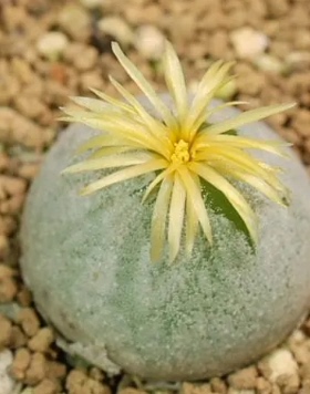 多肉植物 肉锥花 哈默灯泡种子  Conophytum hammeri