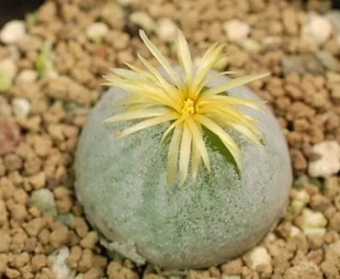 多肉植物 肉锥花 哈默灯泡种子 Conophytum hammeri