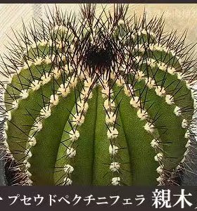 仙人球 栉刺 尤伯球 日本奈良进口仙人球种子 Uebelmannia pectin