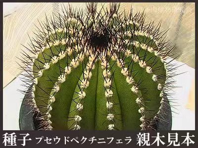 仙人球日本奈良进口种子