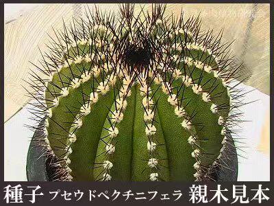 仙人球日本奈良进口种子