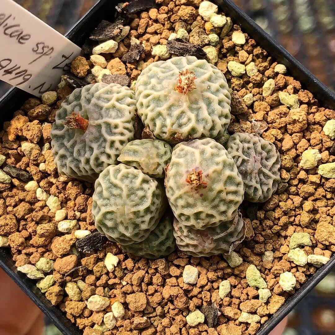 肉锥种子,超级烧麦种子 Angelicae PVB 9479 进口种源
