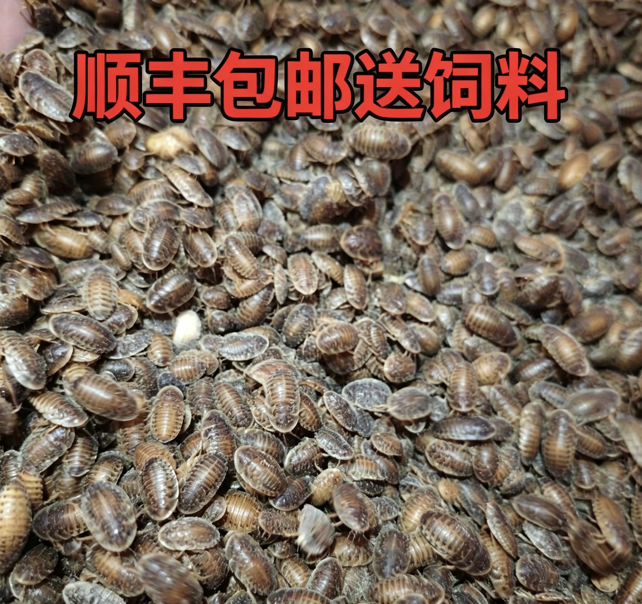 杜比亚蟑螂活虫蜥蜴守宫蜘蛛蜈蚣活饲料养殖场宠物爬宠食物