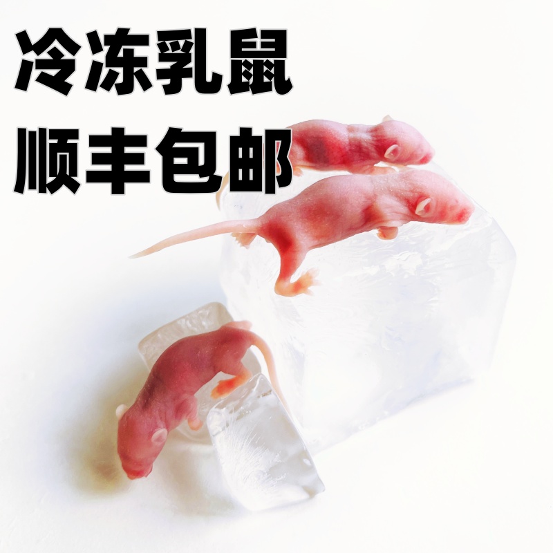 红粉皮乳鼠冷冻独立包装小白鼠喂蛇龟角蛙饲料开口料灭菌老鼠蛇粮