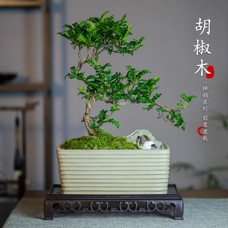 造型胡椒木老桩盆景老板桌绿植桌面盆景茶室客厅好养乔迁高端盆景