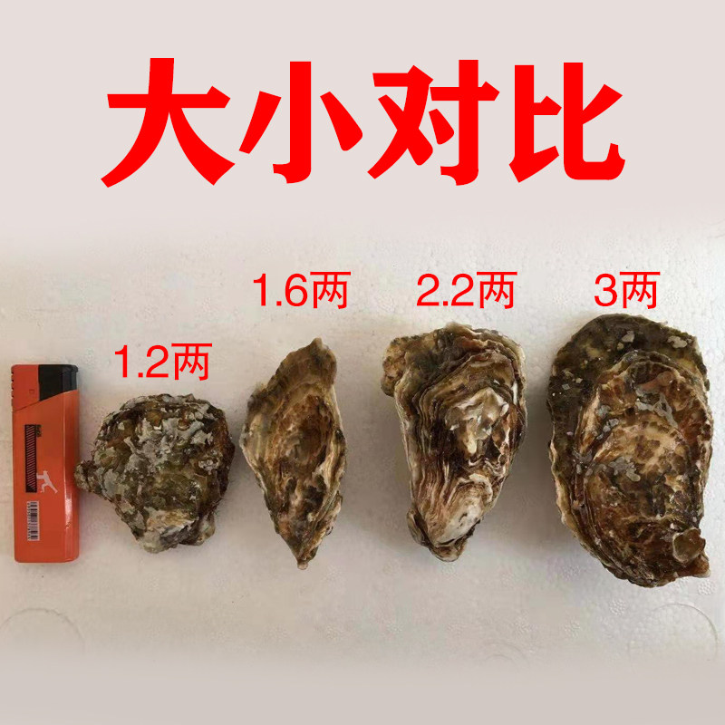 包邮真乳山三倍体鲜活肥生蚝50斤整箱装烧烤酒店海蛎子牡蛎