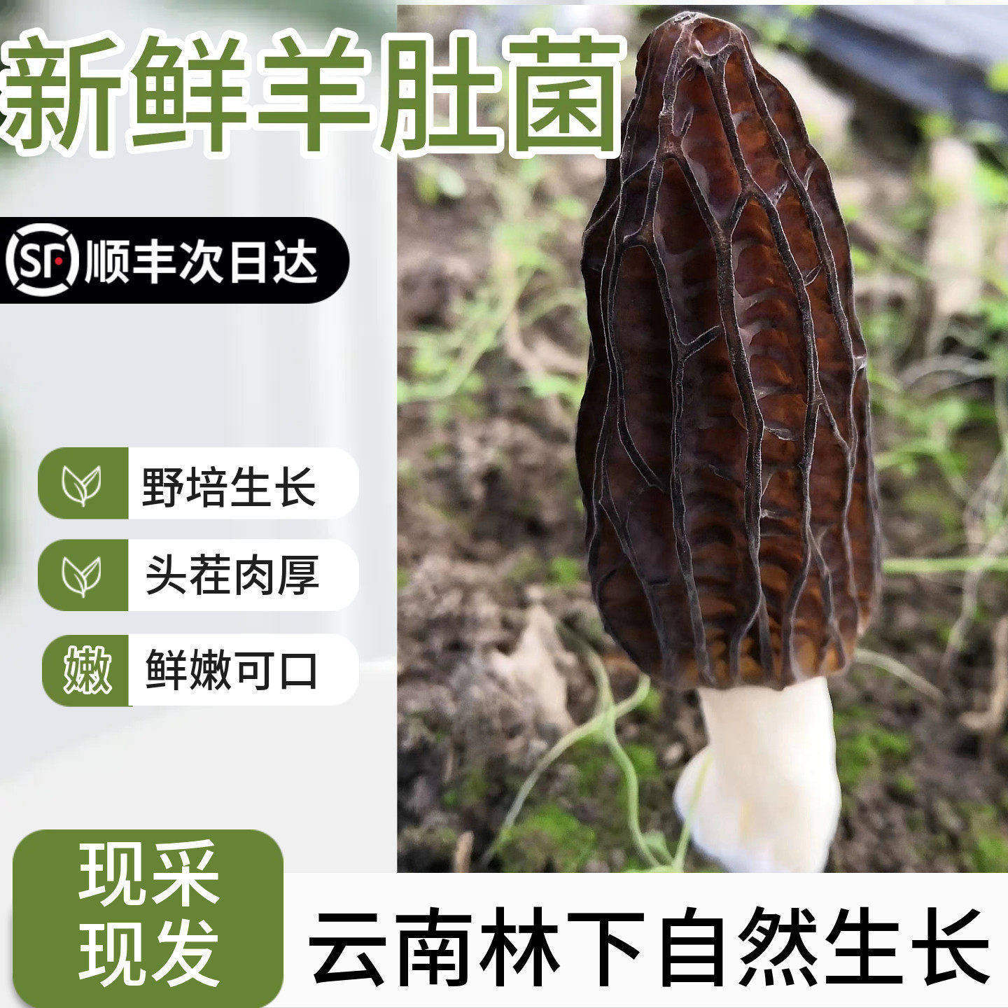 云南林下新鲜羊肚菌500g产地直发