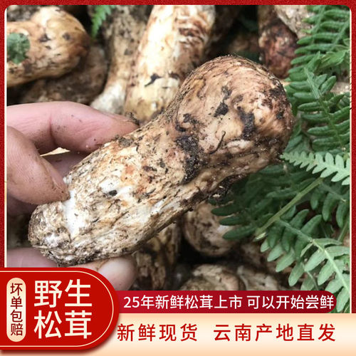 精品新鲜松茸500g云南香格里拉特产松茸鲜野生菌出口级韩标好松茸